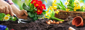 Choosing Plants